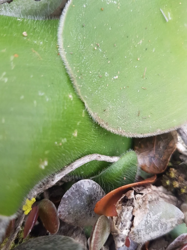 Haemanthus Albiflos