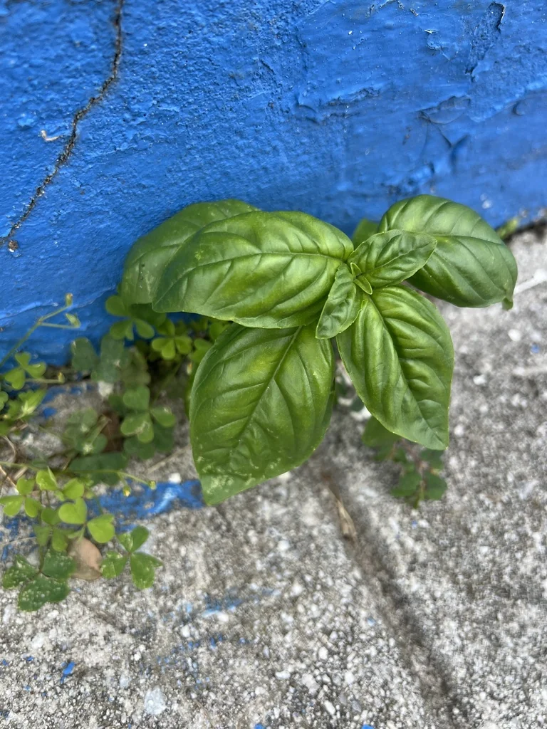 Ocimum basilicum