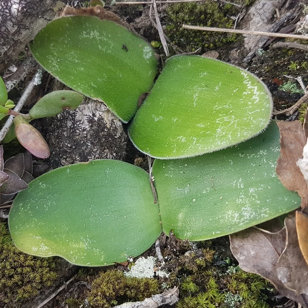 Haemanthus Albiflos