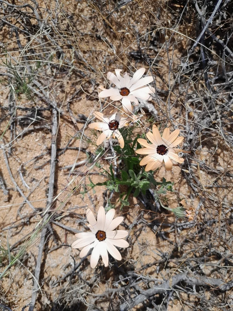 Dimorphotheca Aurantiaca