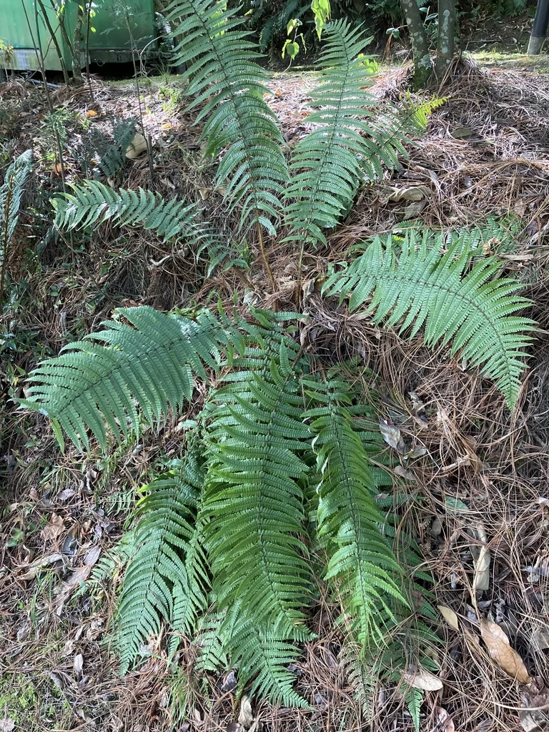 Dryopteris wallichiana