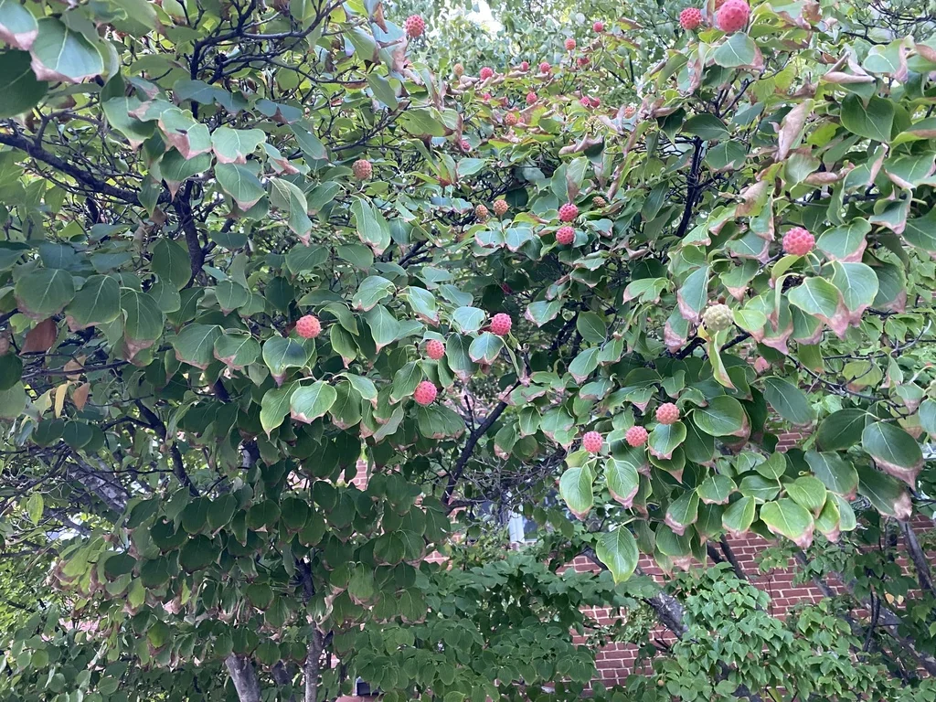 Cornus Kousa