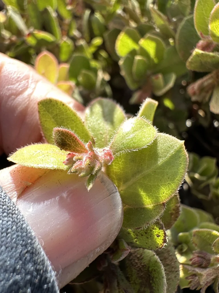 Arctostaphylos Edmundsii