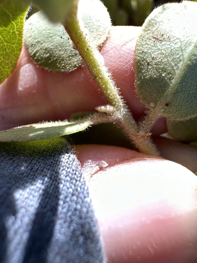 Arctostaphylos Edmundsii