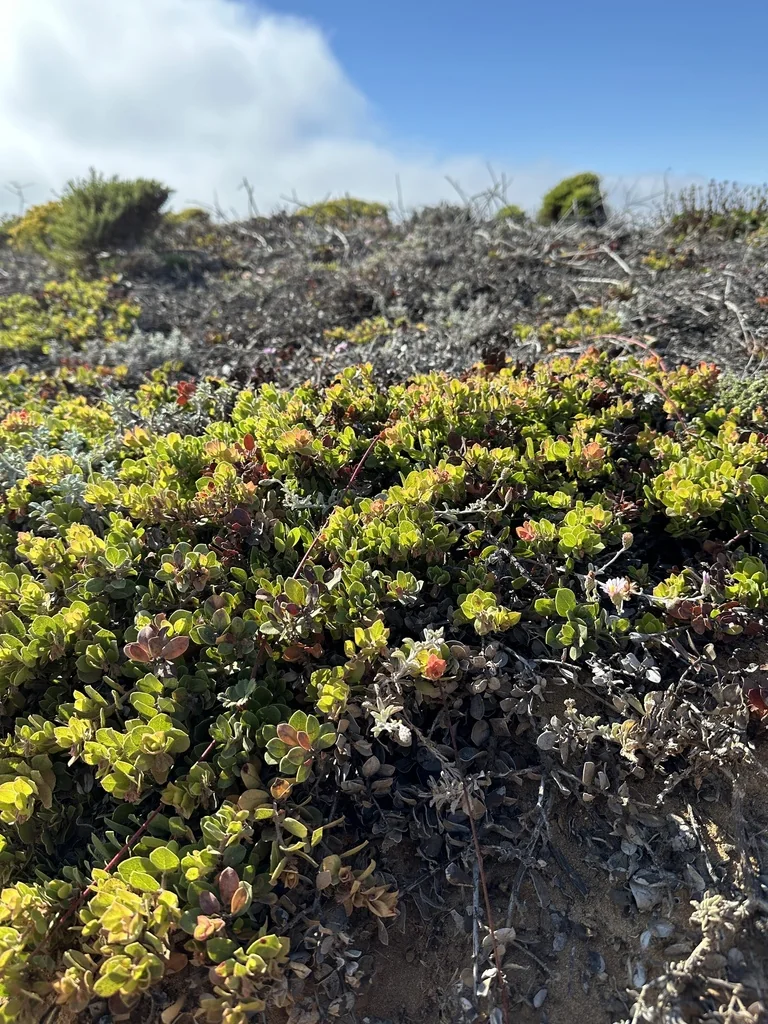 Arctostaphylos Edmundsii