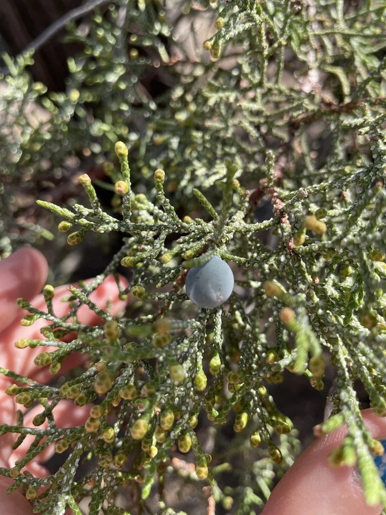 Juniperus Occidentalis