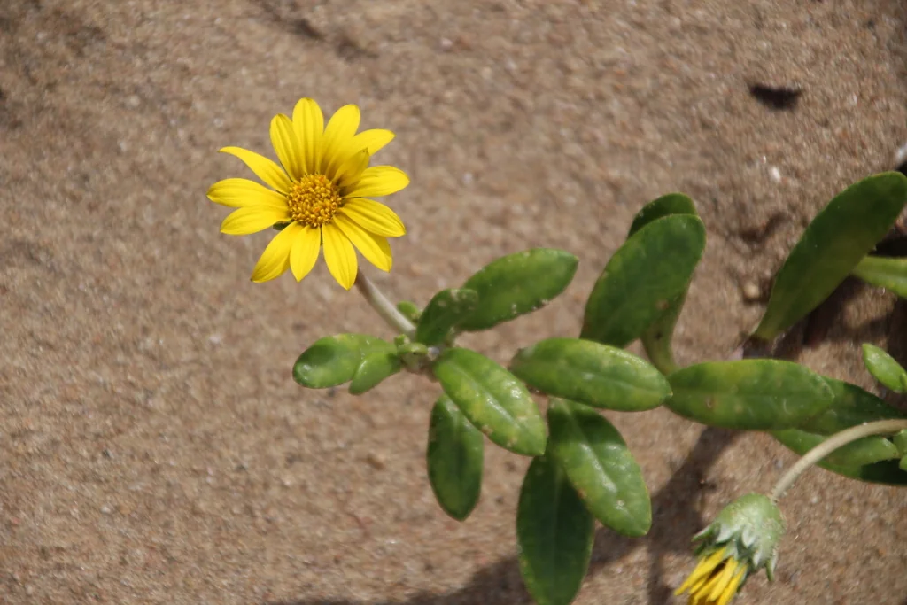 Gazania Rigens