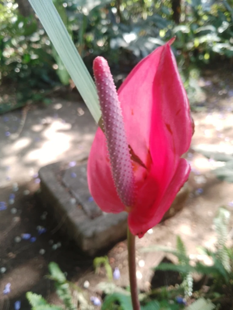 Anthurium Andraeanum