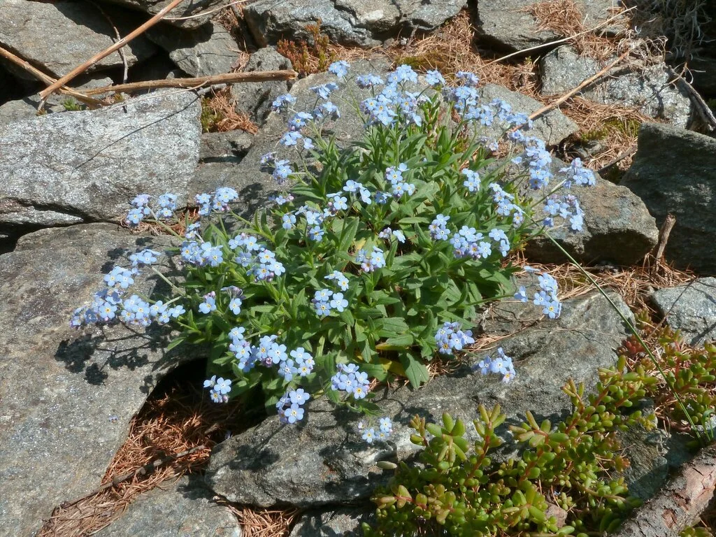 Myosotis Alpestris