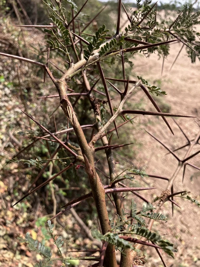 Acacia Xanthophloea