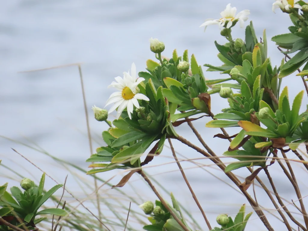 Nipponanthemum Nipponicum