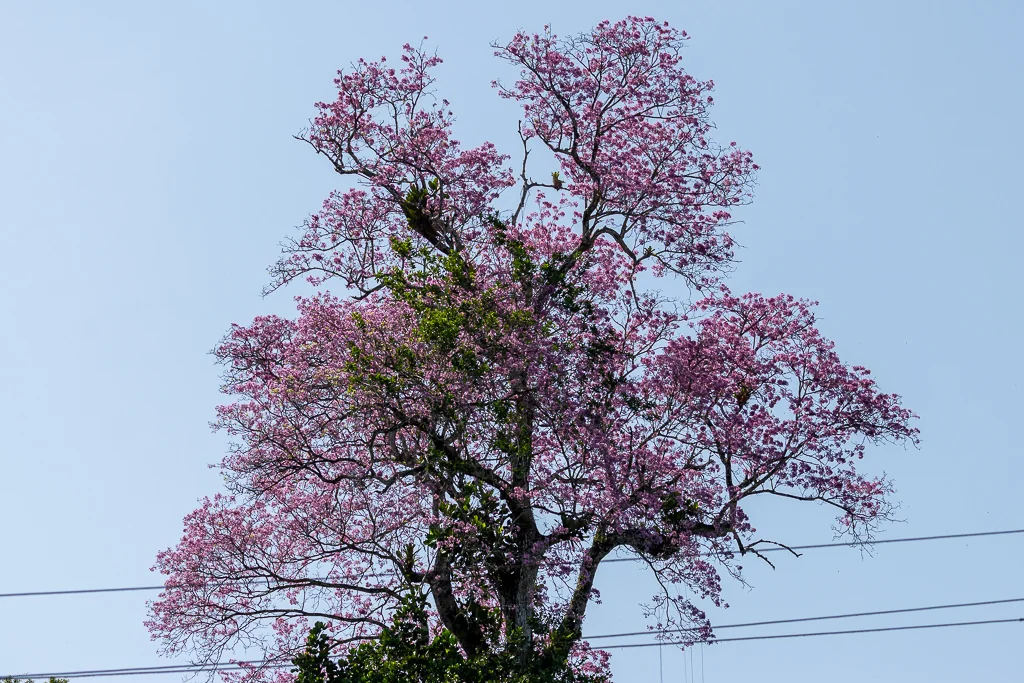Tabebuia Impetiginosa