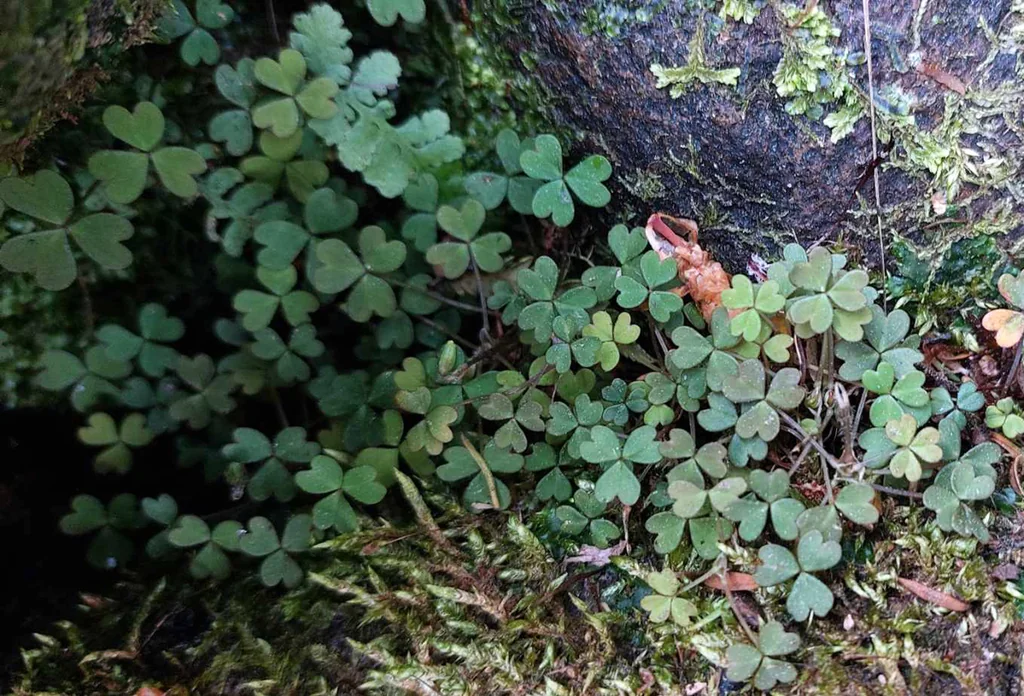 Oxalis Magellanica