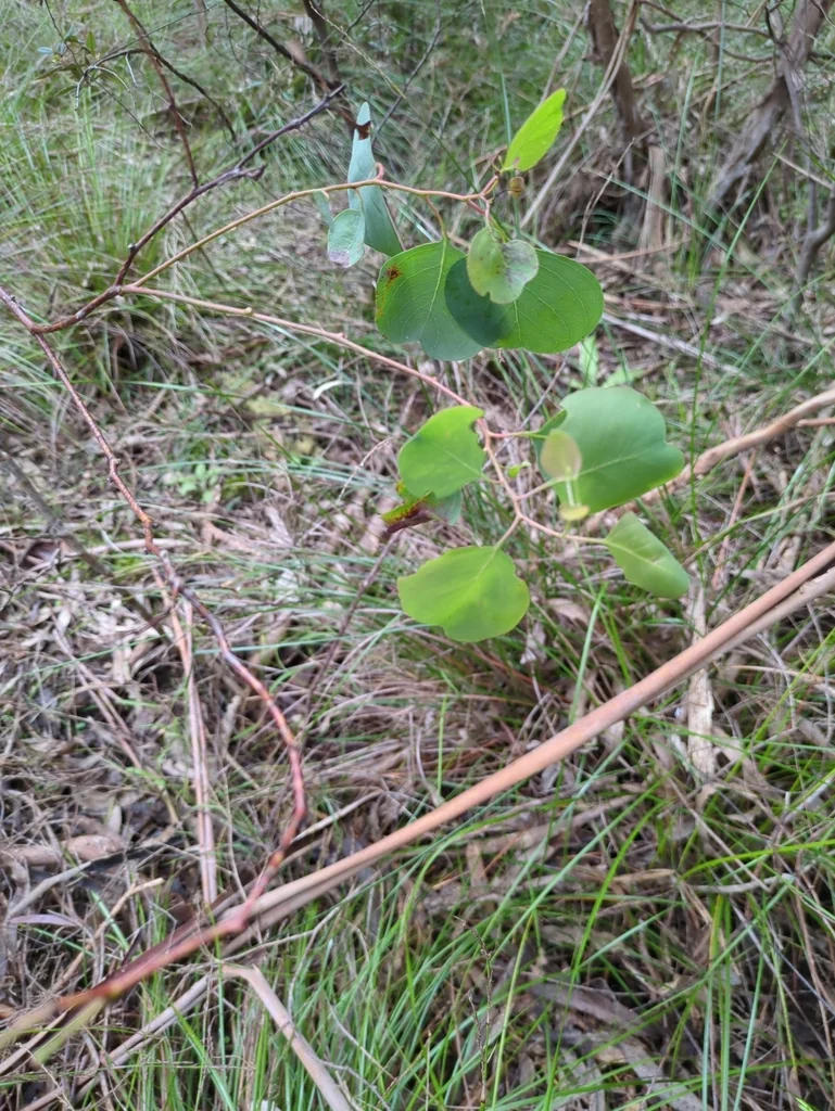 Eucalyptus Polyanthemos