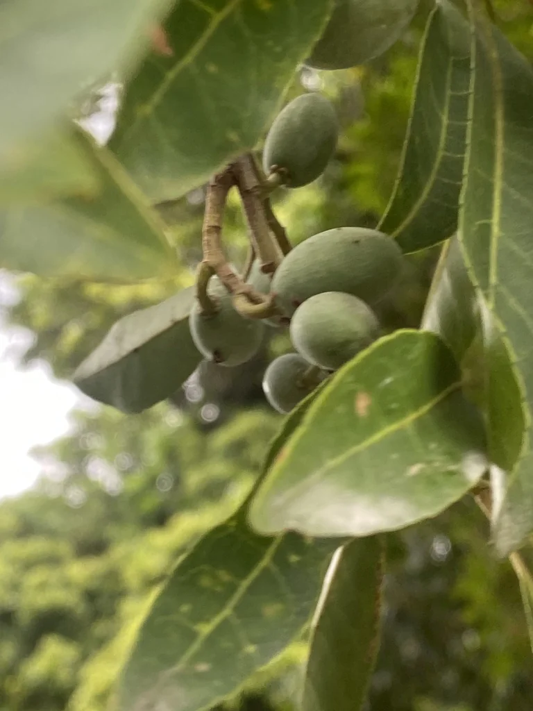 Elaeocarpus Decipiens