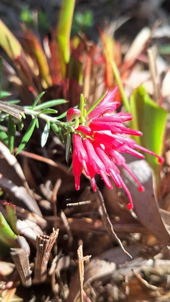 Grevillea Lavandulacea