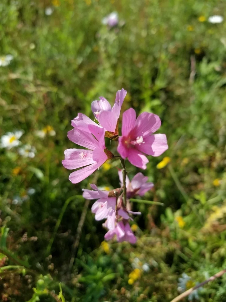Sidalcea Campestris