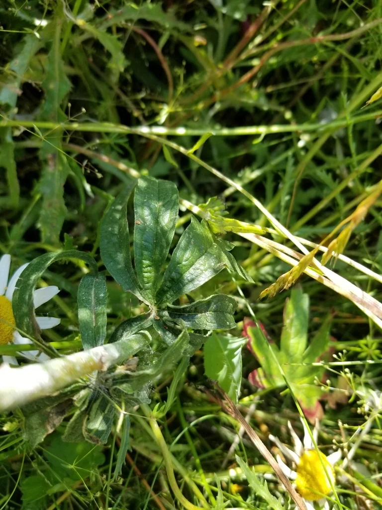Sidalcea Campestris
