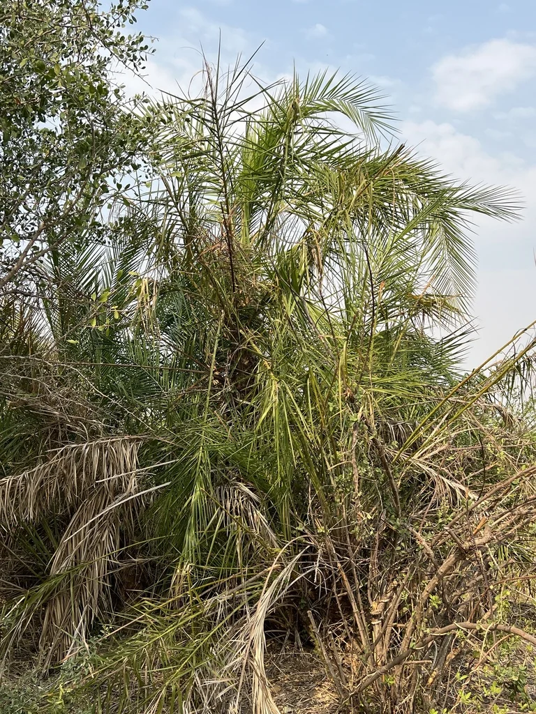 Phoenix reclinata