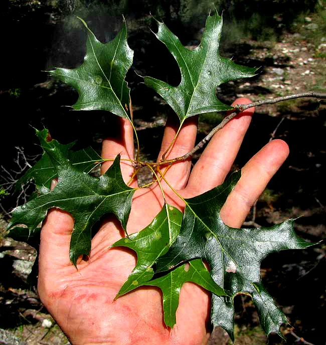 Quercus Buckleyi