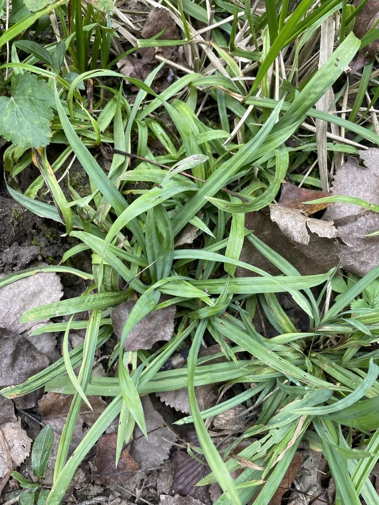 Carex laxiculmis