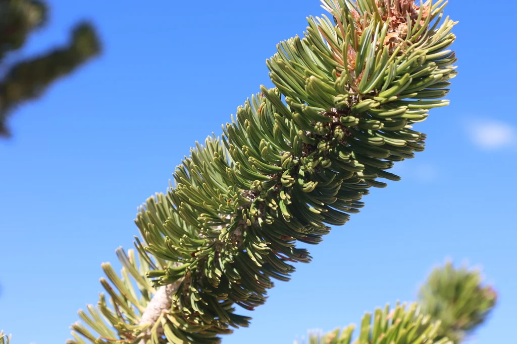 Pinus Longaeva