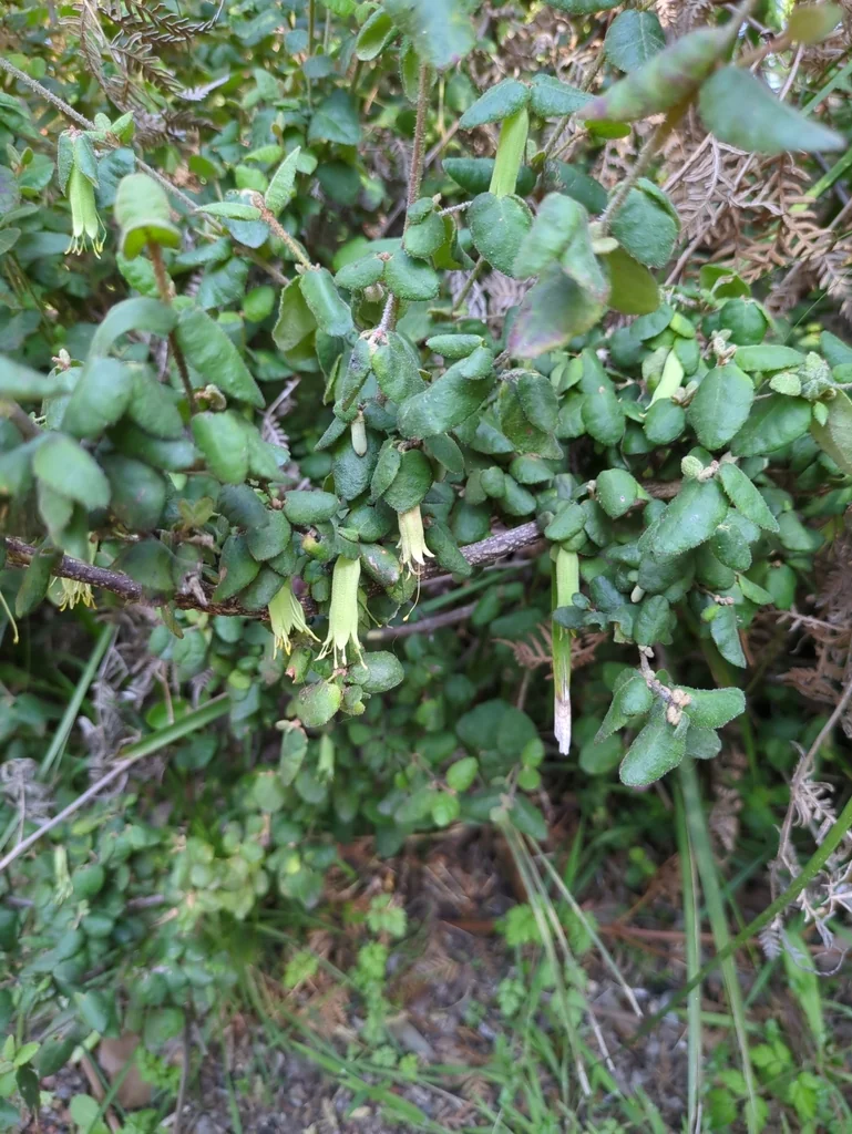 Correa Reflexa