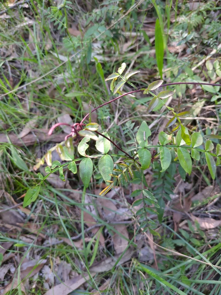 Pandorea Pandorana