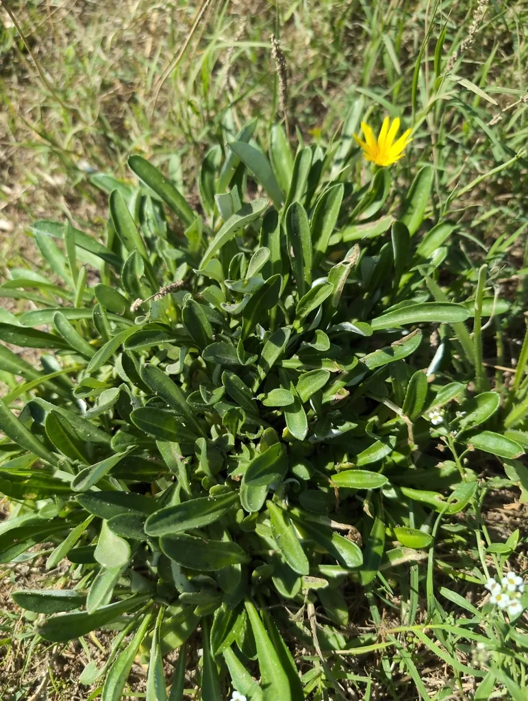Gazania Rigens