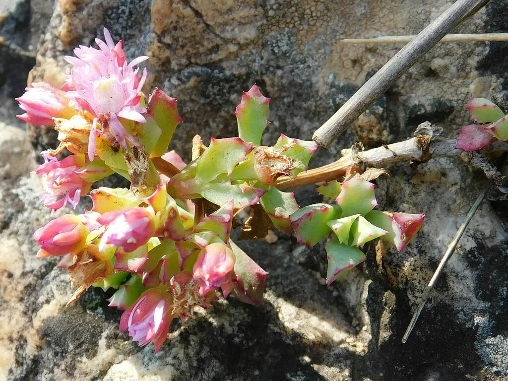 Oscularia Deltoides