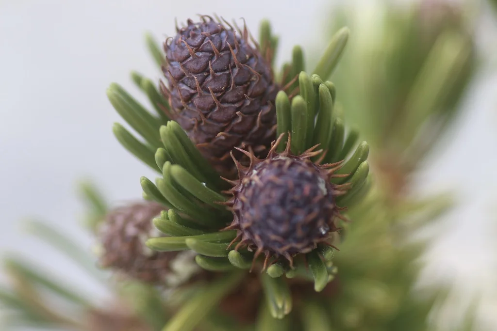 Pinus Longaeva
