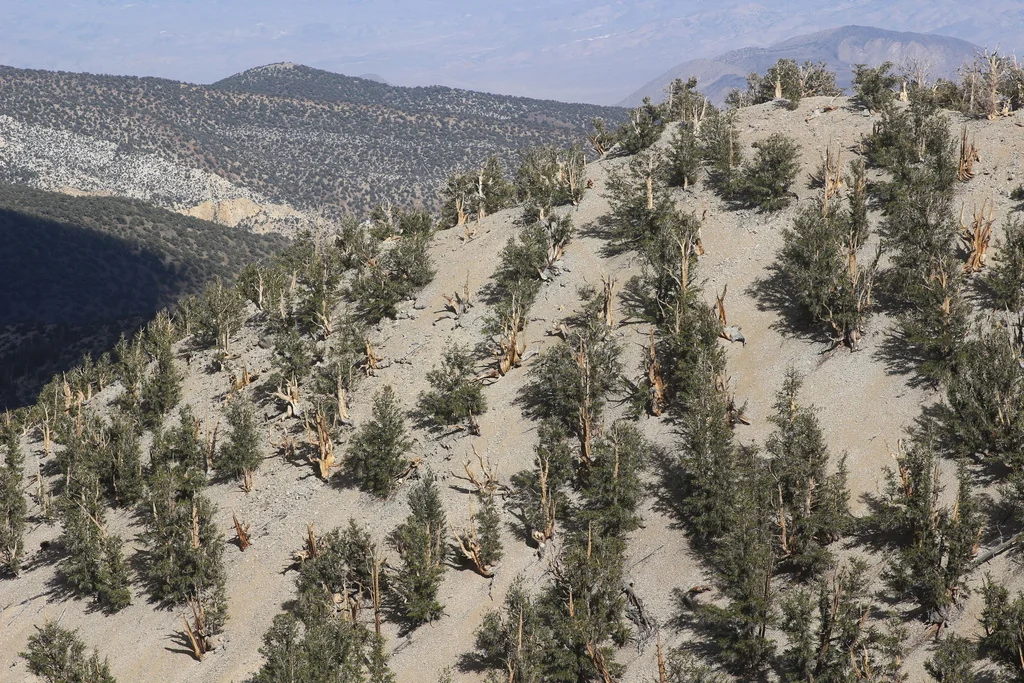 Pinus Longaeva