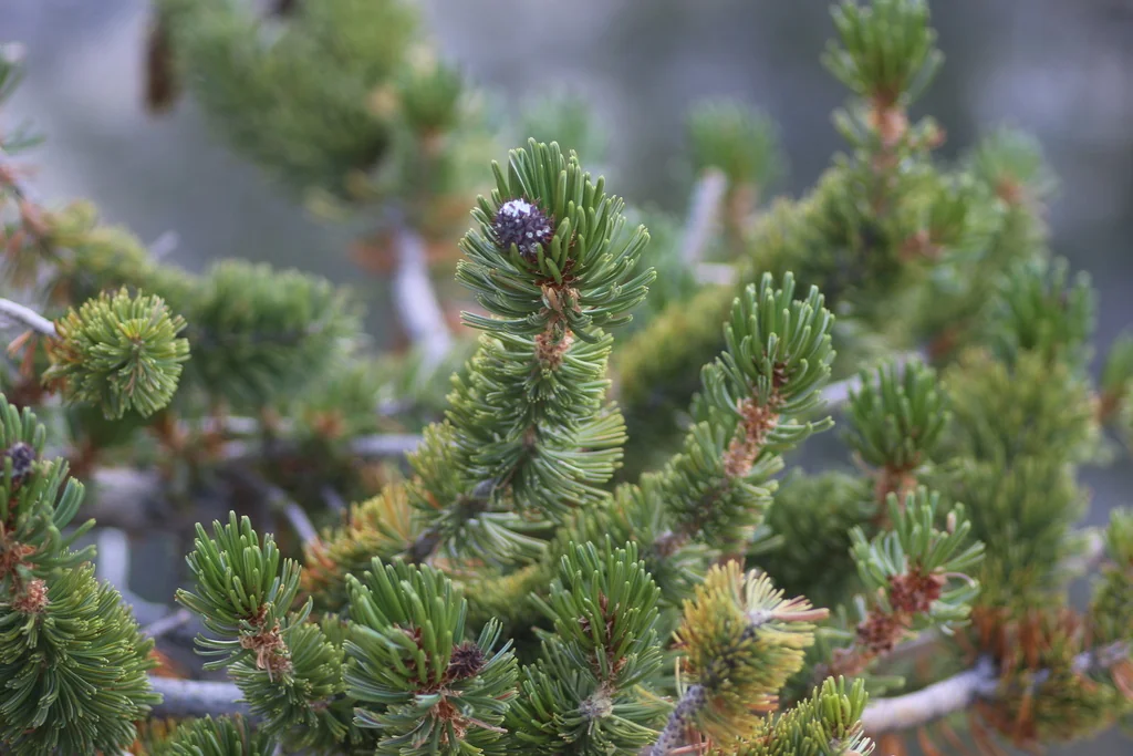 Pinus Longaeva