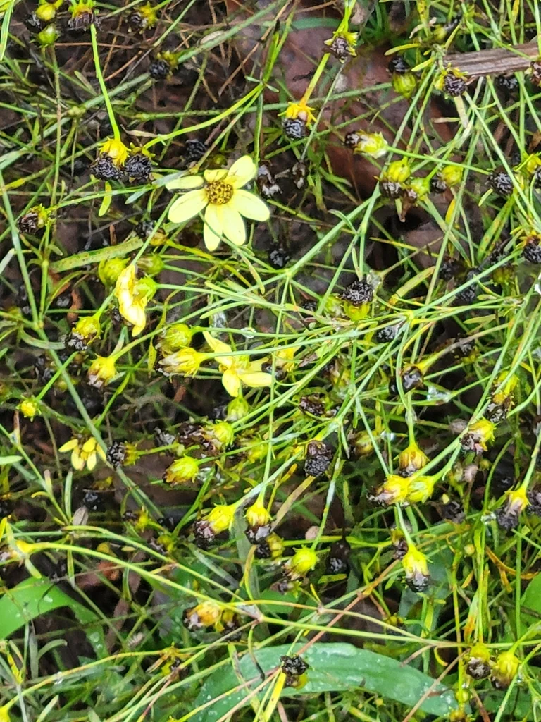 Coreopsis verticillata
