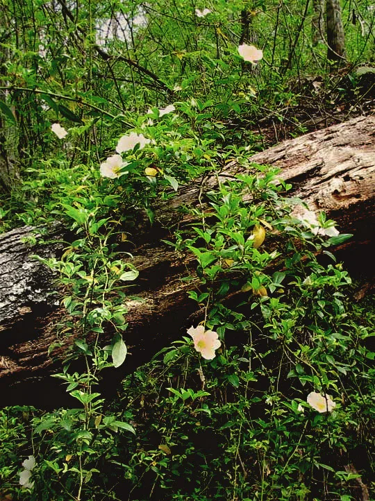 Rosa Laevigata