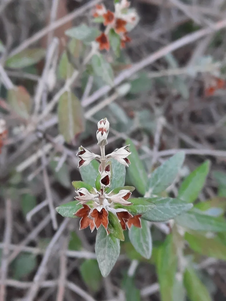 Teucrium Fruticans