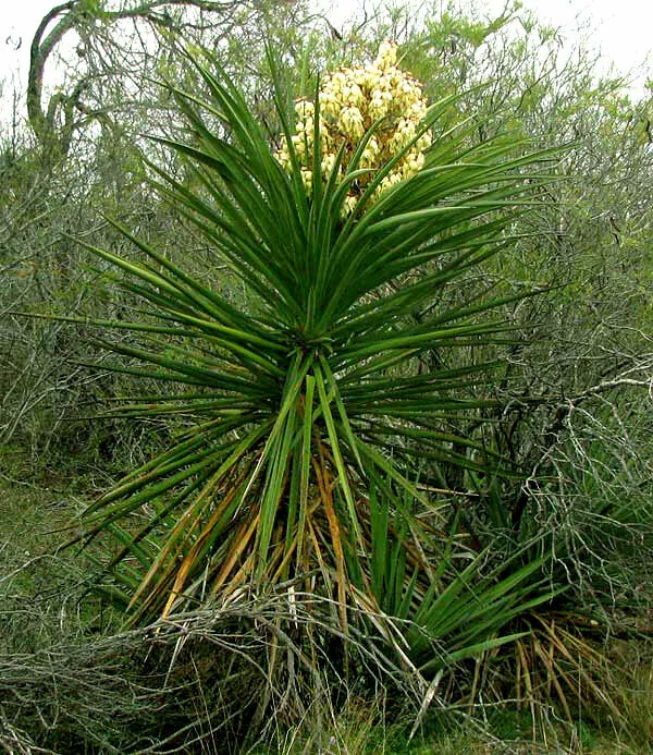 Yucca Treculiana
