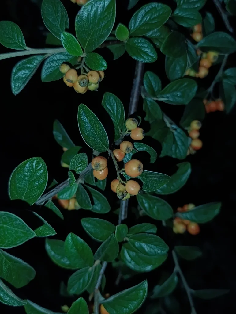 Cotoneaster Franchetii