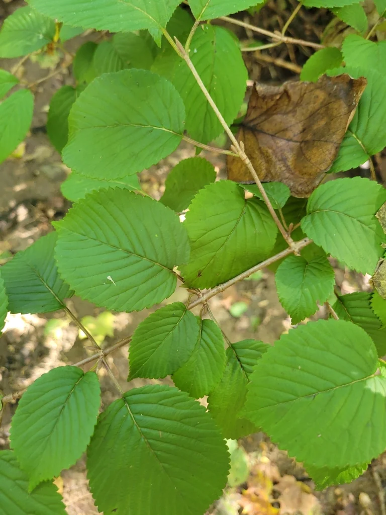 Viburnum Plicatum