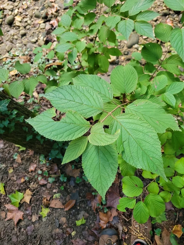 Viburnum Plicatum