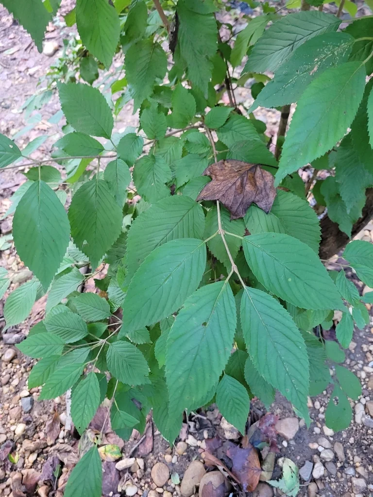 Viburnum Plicatum
