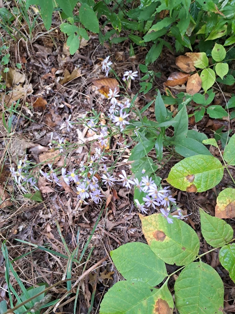 Symphyotrichum Oolentangiense