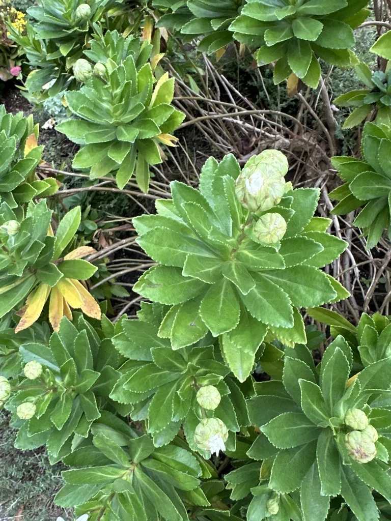 Nipponanthemum Nipponicum
