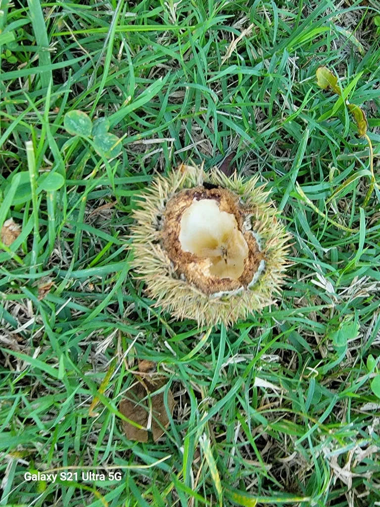 Castanea Mollissima