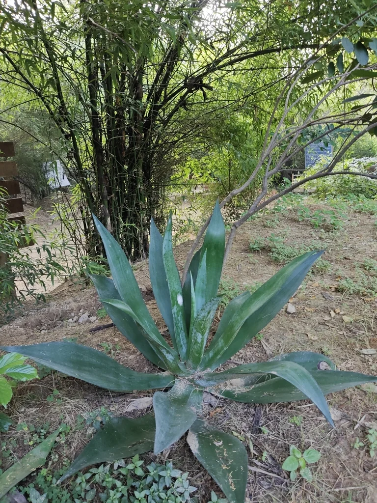 Agave Desmetiana