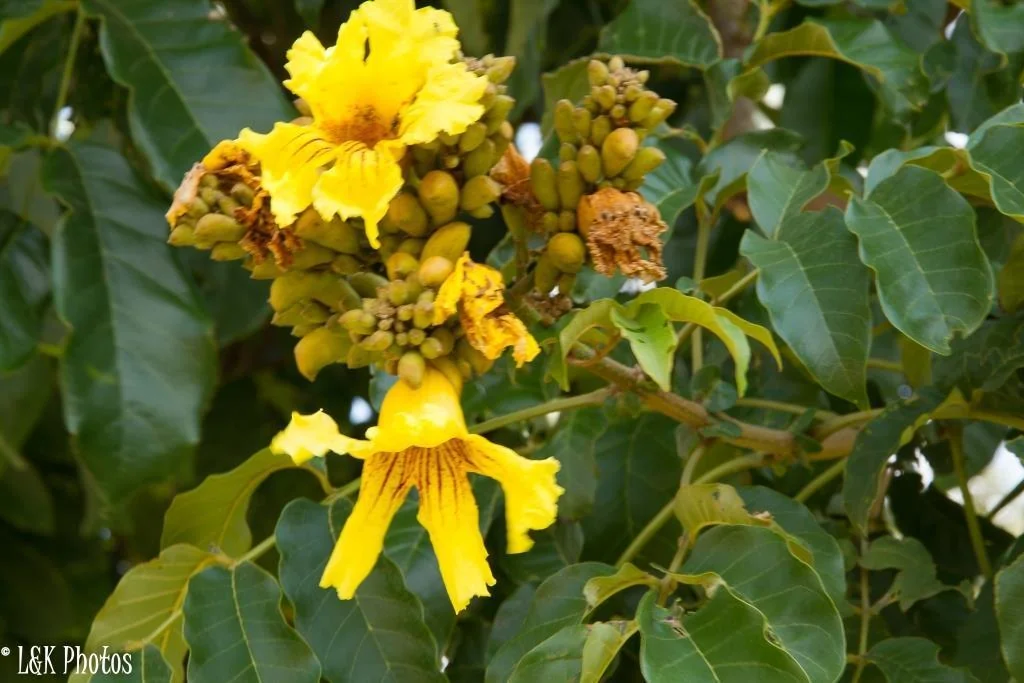 Markhamia Lutea
