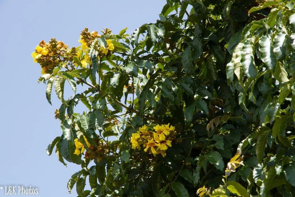 Markhamia Lutea