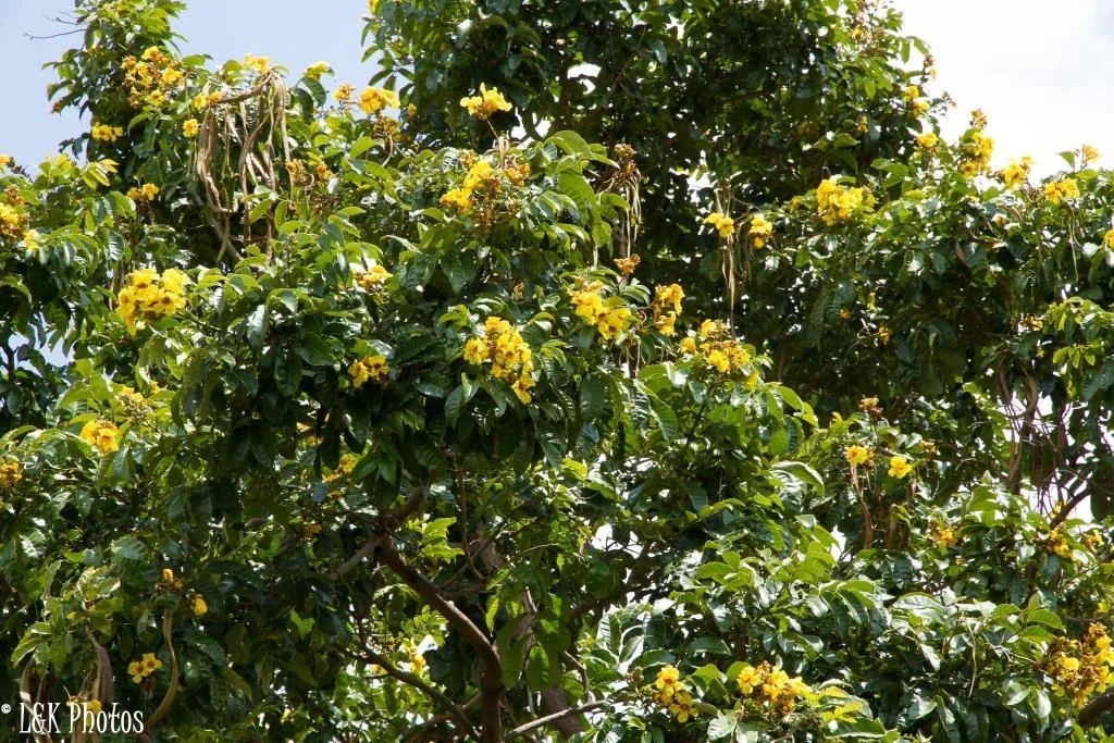Markhamia Lutea