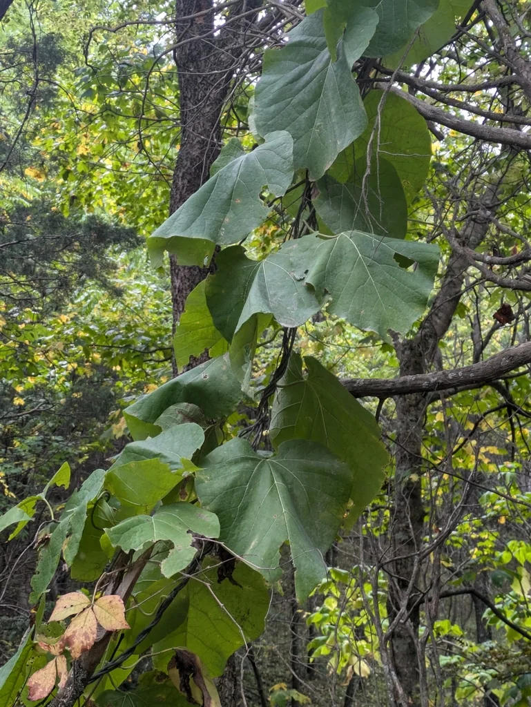 Aristolochia Durior
