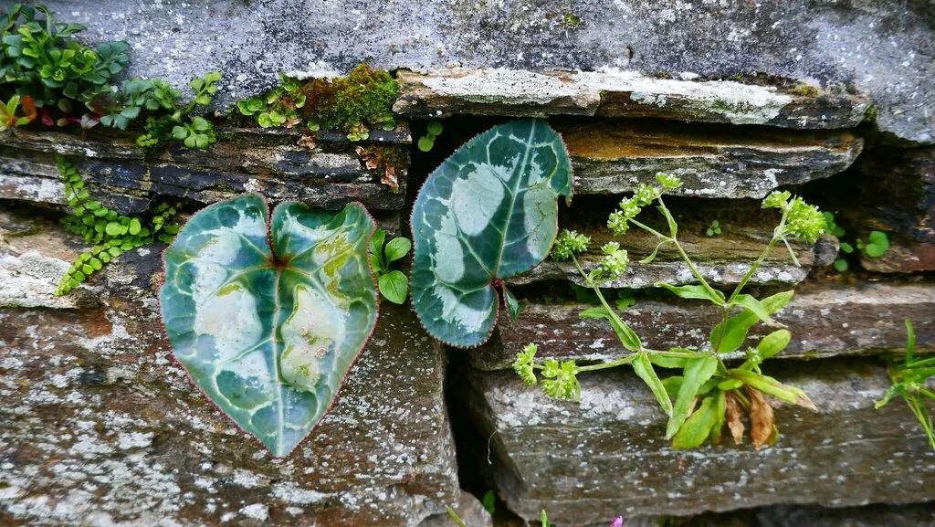 Cyclamen Persicum
